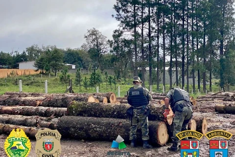 Operação da PC, PM e Receita Estadual combate crime ambiental em madeireiras da região
