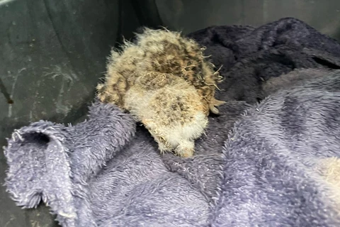 Equipe do IAT resgata filhote de coruja-buraqueira