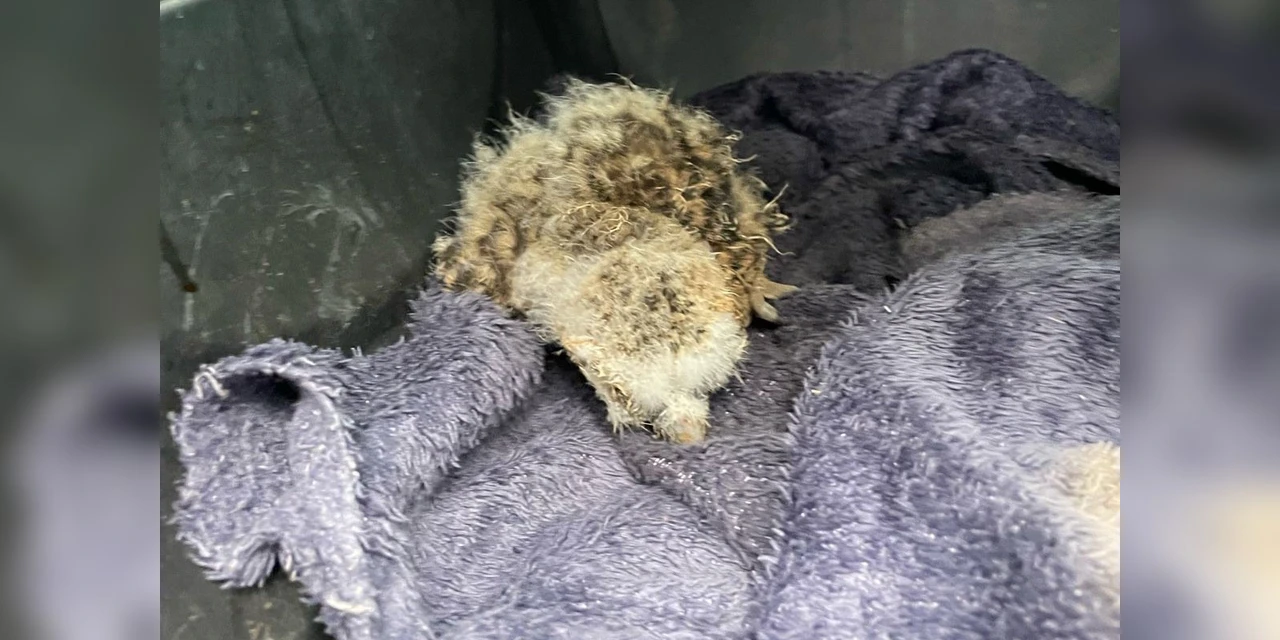 Equipe do IAT resgata filhote de coruja-buraqueira