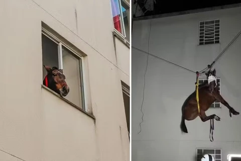 Cavalo é resgatado de prédio em São Leopoldo; animal estava preso há 10 dias