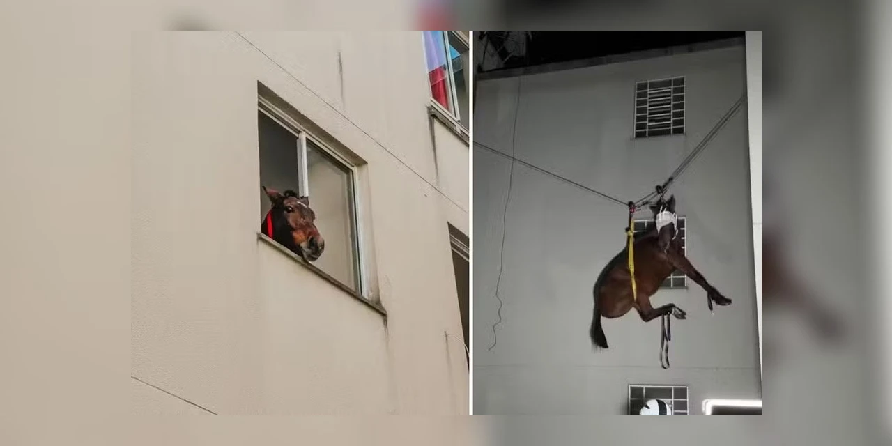 Cavalo é resgatado de prédio em São Leopoldo; animal estava preso há 10 dias