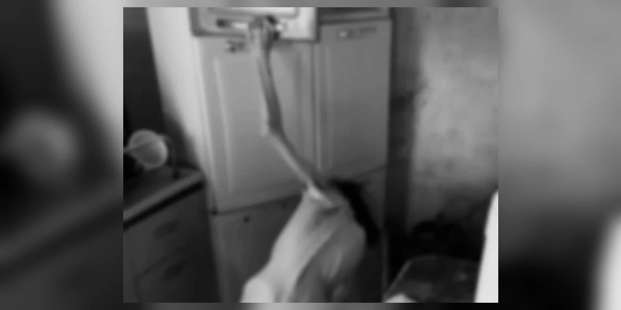 Mãe que mantinha própria filha portadora de necessidades especiais em cárcere privado é presa em PG