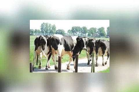 Dinamarca será o primeiro país a taxar arroto e pum das vacas