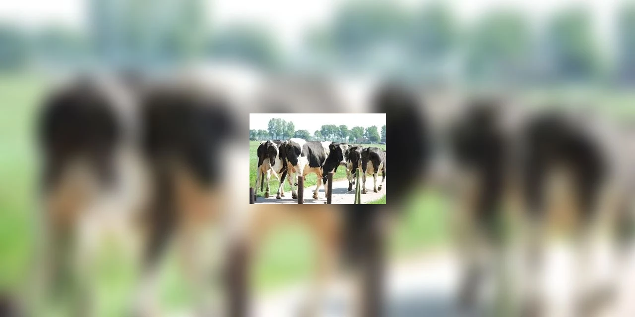 Dinamarca será o primeiro país a taxar arroto e pum das vacas