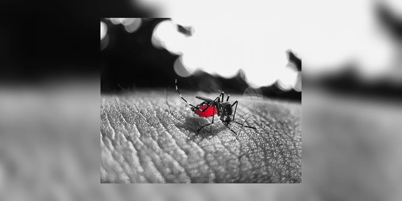 Secretaria da Saúde confirma mais um óbito por dengue em Ponta Grossa e 13.049 casos no Paraná