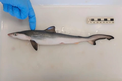 Tubarões da costa do Brasil são encontrados com cocaína em seus corpos