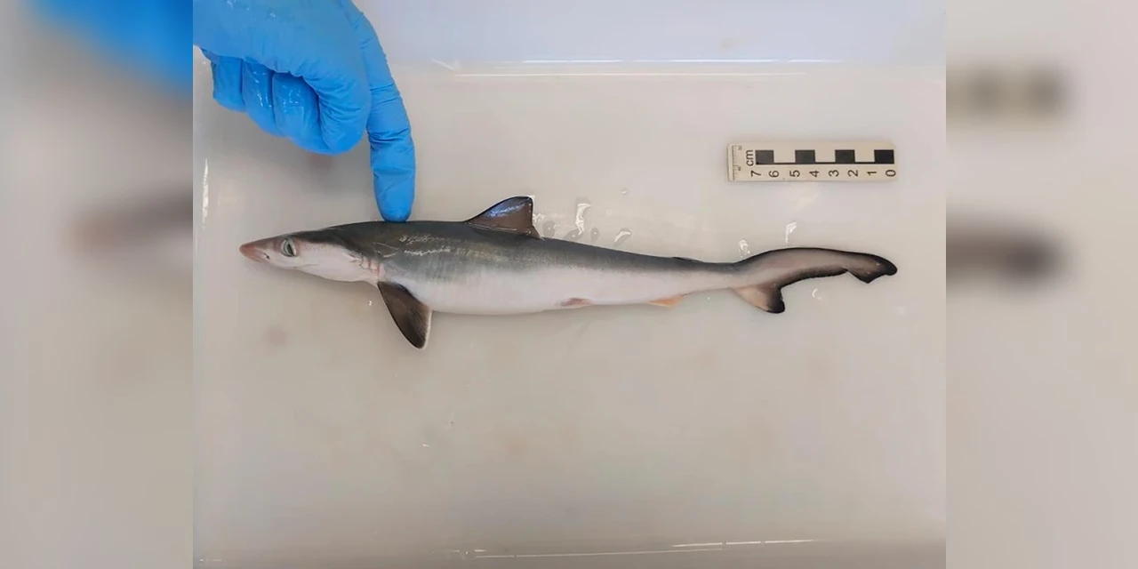 Tubarões da costa do Brasil são encontrados com cocaína em seus corpos