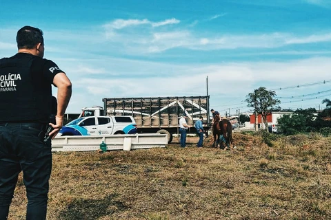 Idoso é preso suspeito de maus-tratos após cães e cavalos  serem encontrados sem água e comida