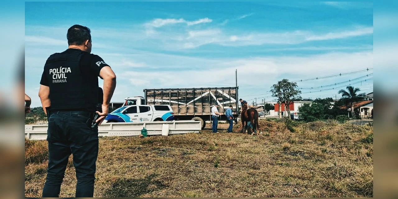 Idoso é preso suspeito de maus-tratos após cães e cavalos  serem encontrados sem água e comida