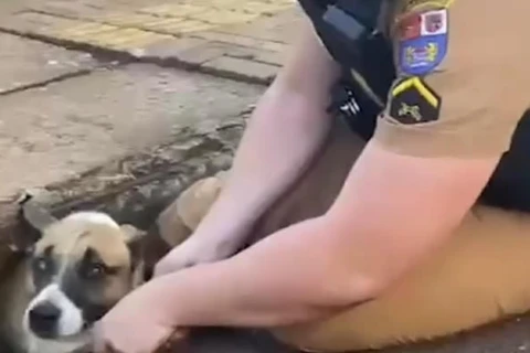 Vídeo mostra policial resgatando cachorro que ficou preso em bueiro