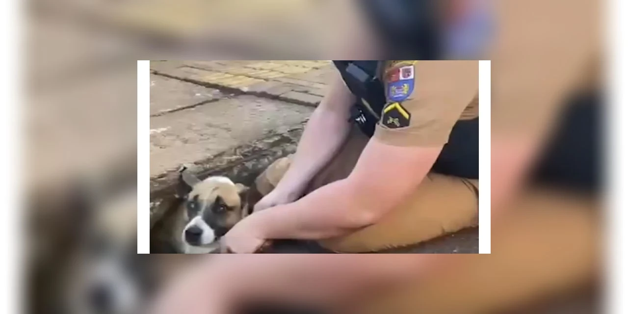 Vídeo mostra policial resgatando cachorro que ficou preso em bueiro