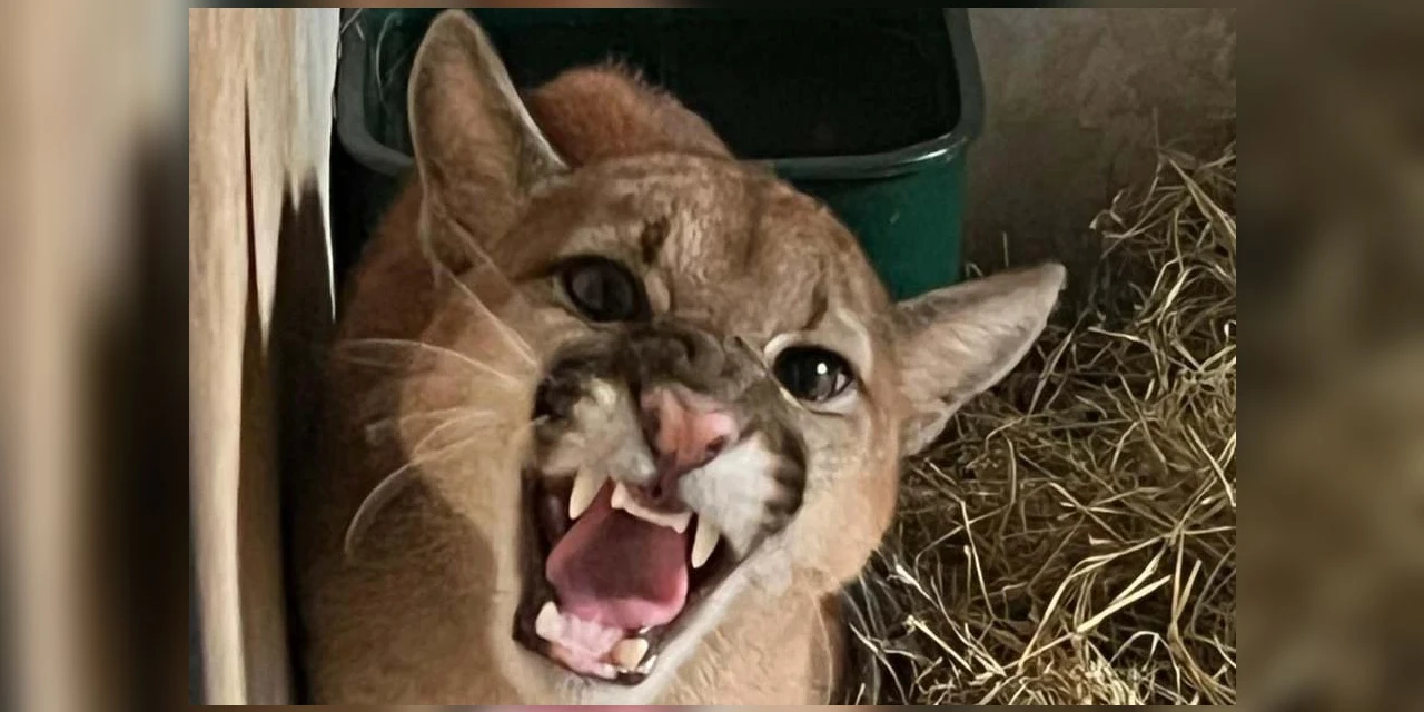 IAT resgata filhote de onça-parda preso em árvore de 20 metros