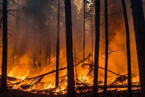 Policia procura homem que causou incêndio em 1,5 hectares de pinus na região