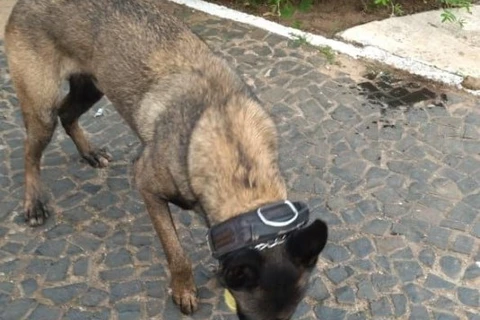 Cão ajuda a GCM a encontrar maconha em PG