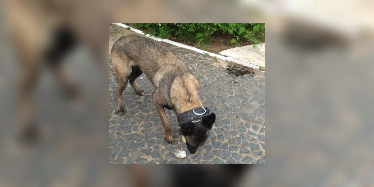 Cão ajuda a GCM a encontrar maconha em PG