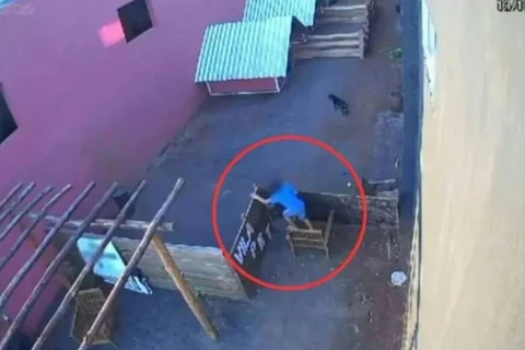 Criança de 9 anos invade hospital veterinário e mata 23 animais no Paraná