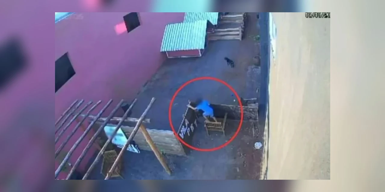 Criança de 9 anos invade hospital veterinário e mata 23 animais no Paraná