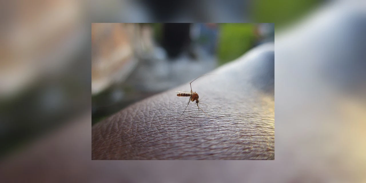 Saúde confirma primeiro óbito por dengue no Paraná neste período epidemiológico