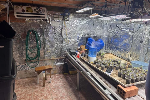 PCPR desmonta esquema para produção de maconha em Piraquara