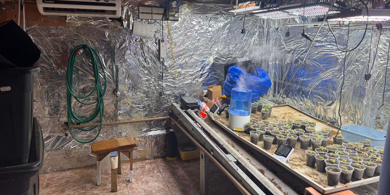 PCPR desmonta esquema para produção de maconha em Piraquara