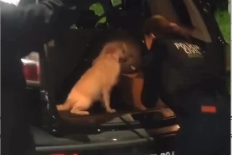 Cachorrinha abandonada com 5 filhotes, para viatura da polícia para pedir ajuda; assista!