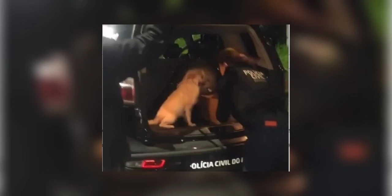 Cachorrinha abandonada com 5 filhotes, para viatura da polícia para pedir ajuda; assista!