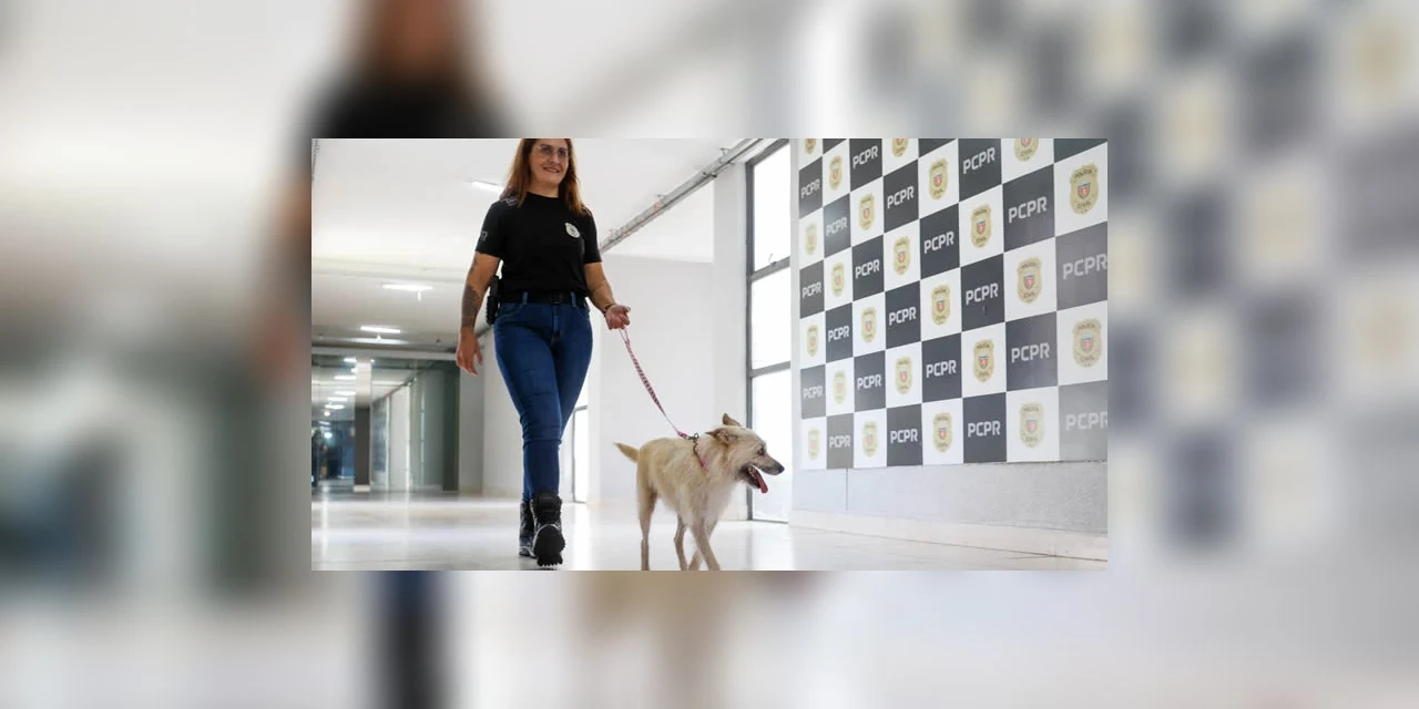 Policiais civis adotam cachorrinha que "pediu ajuda" para salvar os filhotes