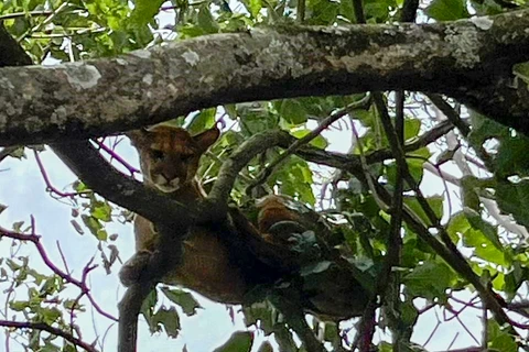 Filhote de onça com ferimentos graves é resgatado por técnicos do IAT