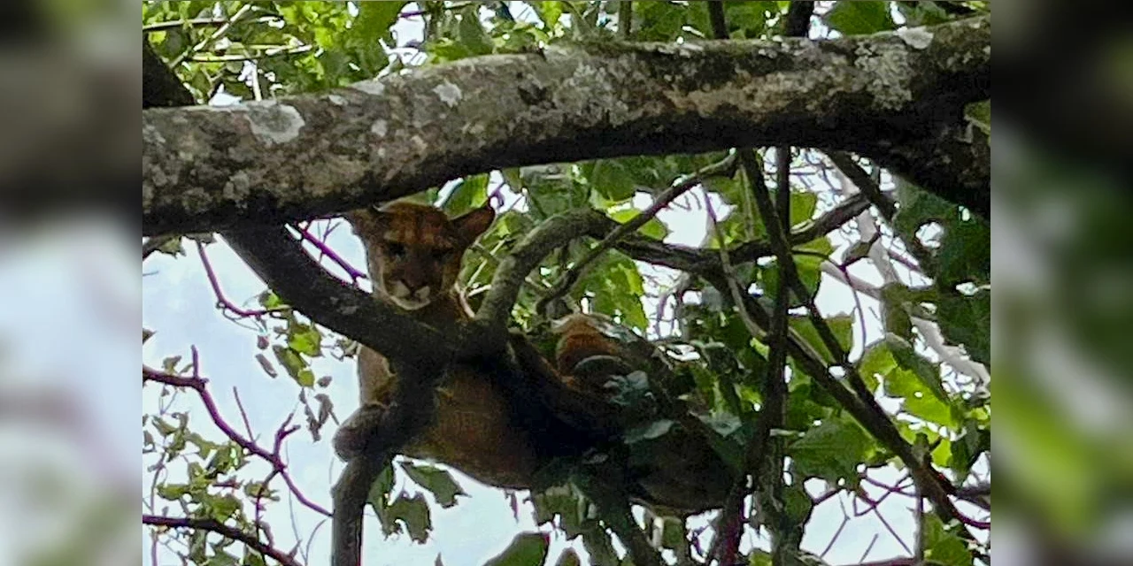 Filhote de onça com ferimentos graves é resgatado por técnicos do IAT