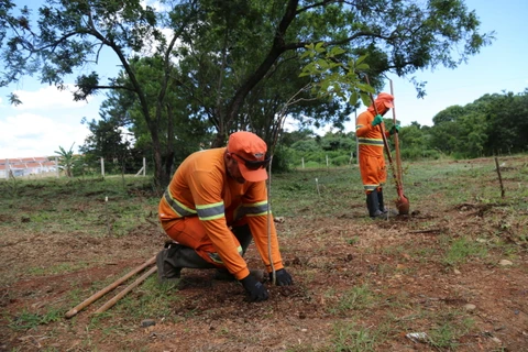 Parque das Araucárias ganha mais 700 árvores