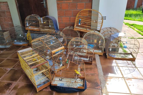 IAT resgata 33 aves silvestres em cativeiro irregular