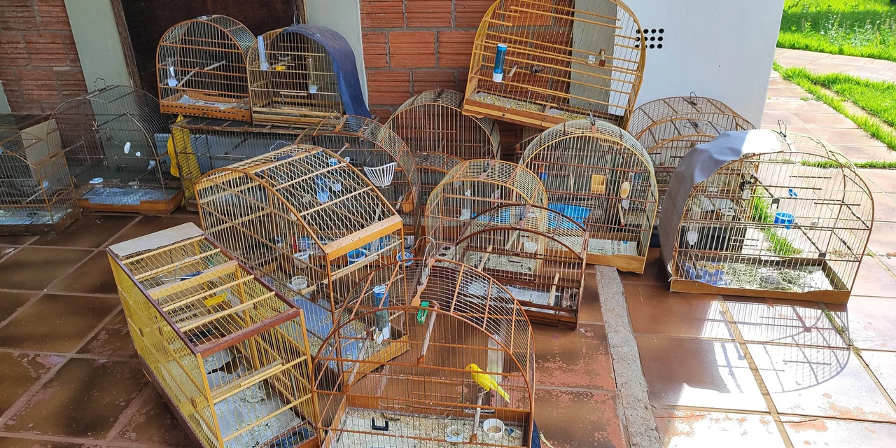 IAT resgata 33 aves silvestres em cativeiro irregular