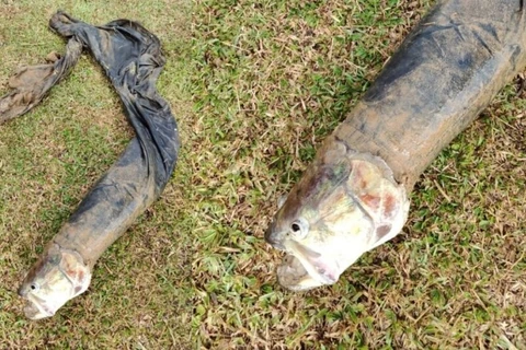 Peixe é confundido com corpo boiando em lago e bombeiros são acionados