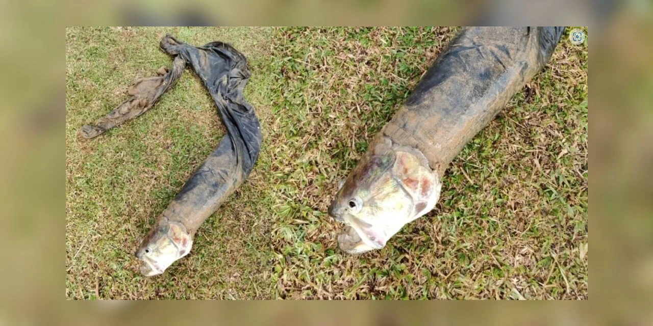 Peixe é confundido com corpo boiando em lago e bombeiros são acionados