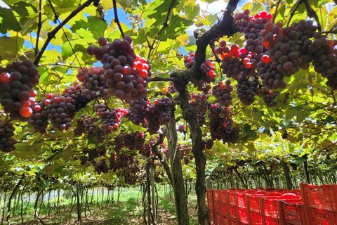 Fesuva terá ampla programação de hoje até domingo em PG