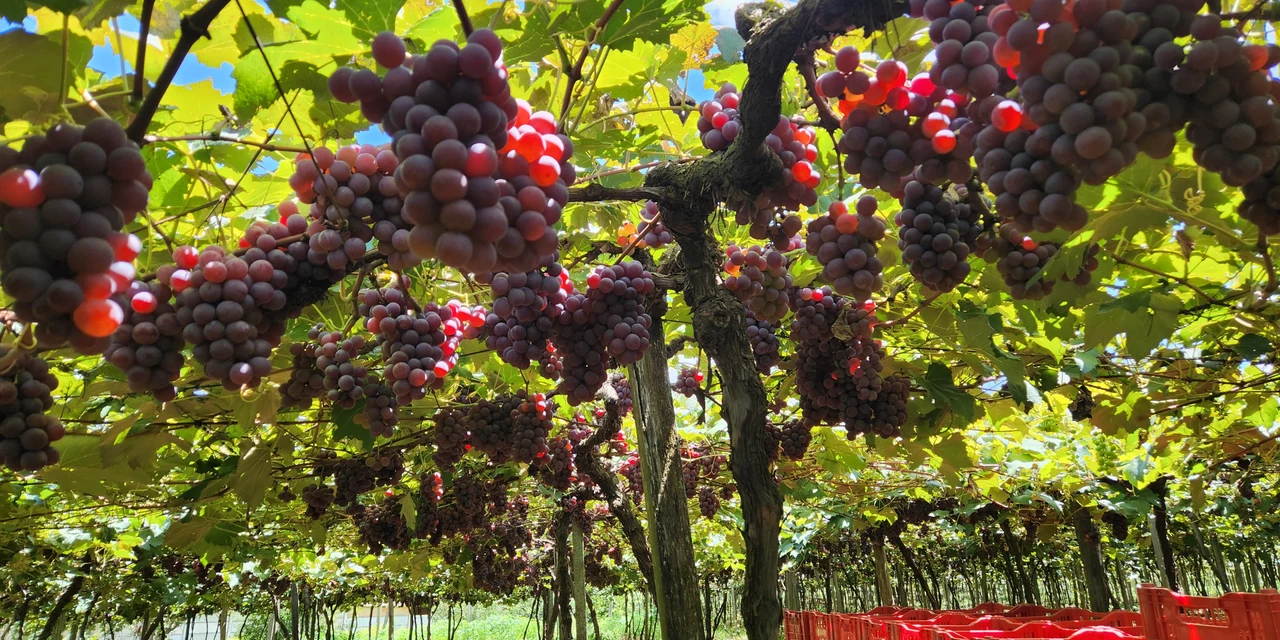 Fesuva terá ampla programação de hoje até domingo em PG