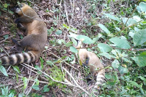 Policia conclui investigação de envenenamento de animais silvestres em Imbituva