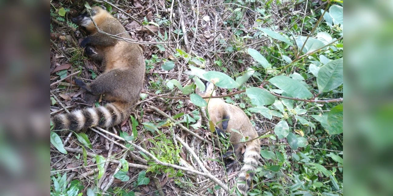 Policia conclui investigação de envenenamento de animais silvestres em Imbituva