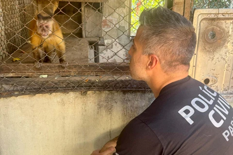 PCPR resgata macaco-prego que viveu 31 anos preso em uma gaiola