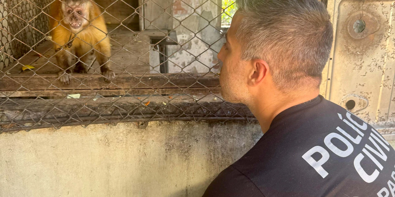 PCPR resgata macaco-prego que viveu 31 anos preso em uma gaiola