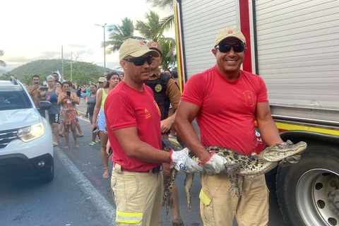 Bombeiros capturam jacaré na praia central de Guaratuba