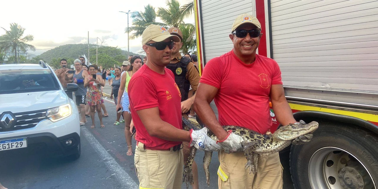 Bombeiros capturam jacaré na praia central de Guaratuba