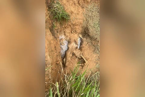 Policia Civil prende quadrilha suspeita de comandar trafico e assassinar usuários em tribunais do crime na região