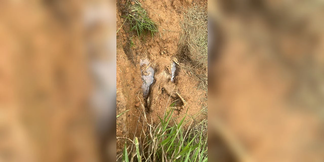 Policia Civil prende quadrilha suspeita de comandar trafico e assassinar usuários em tribunais do crime na região