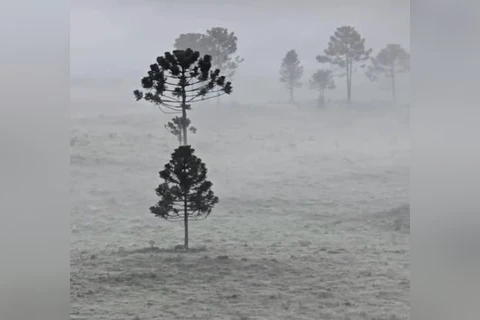 Serra catarinense registra 1ª geada de 2025