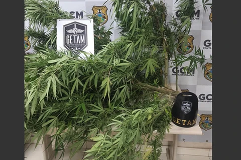 GCM encontra pé de maconha em residência abandonada em PG