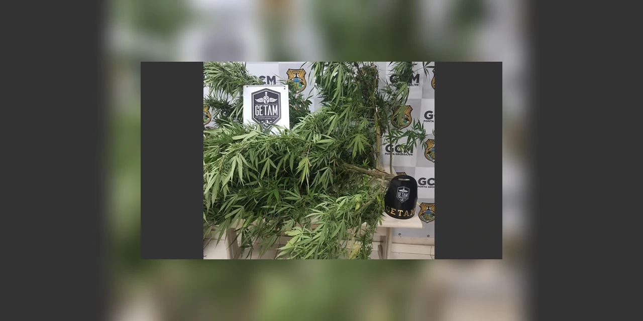 GCM encontra pé de maconha em residência abandonada em PG