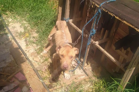 GCM e CRAR resgatam cão em situação de maus-tratos em Ponta Grossa