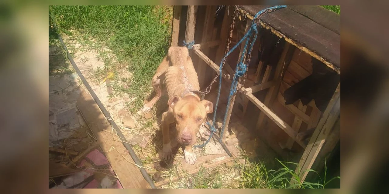 GCM e CRAR resgatam cão em situação de maus-tratos em Ponta Grossa