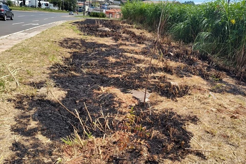 Elizabeth determina a SMCSP que identifique responsáveis por queima de 500 mudas de árvores recém-plantadas em PG 
